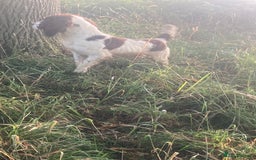 Sprocker dogs for stud: Working Liver and White Sprocker - Image 4