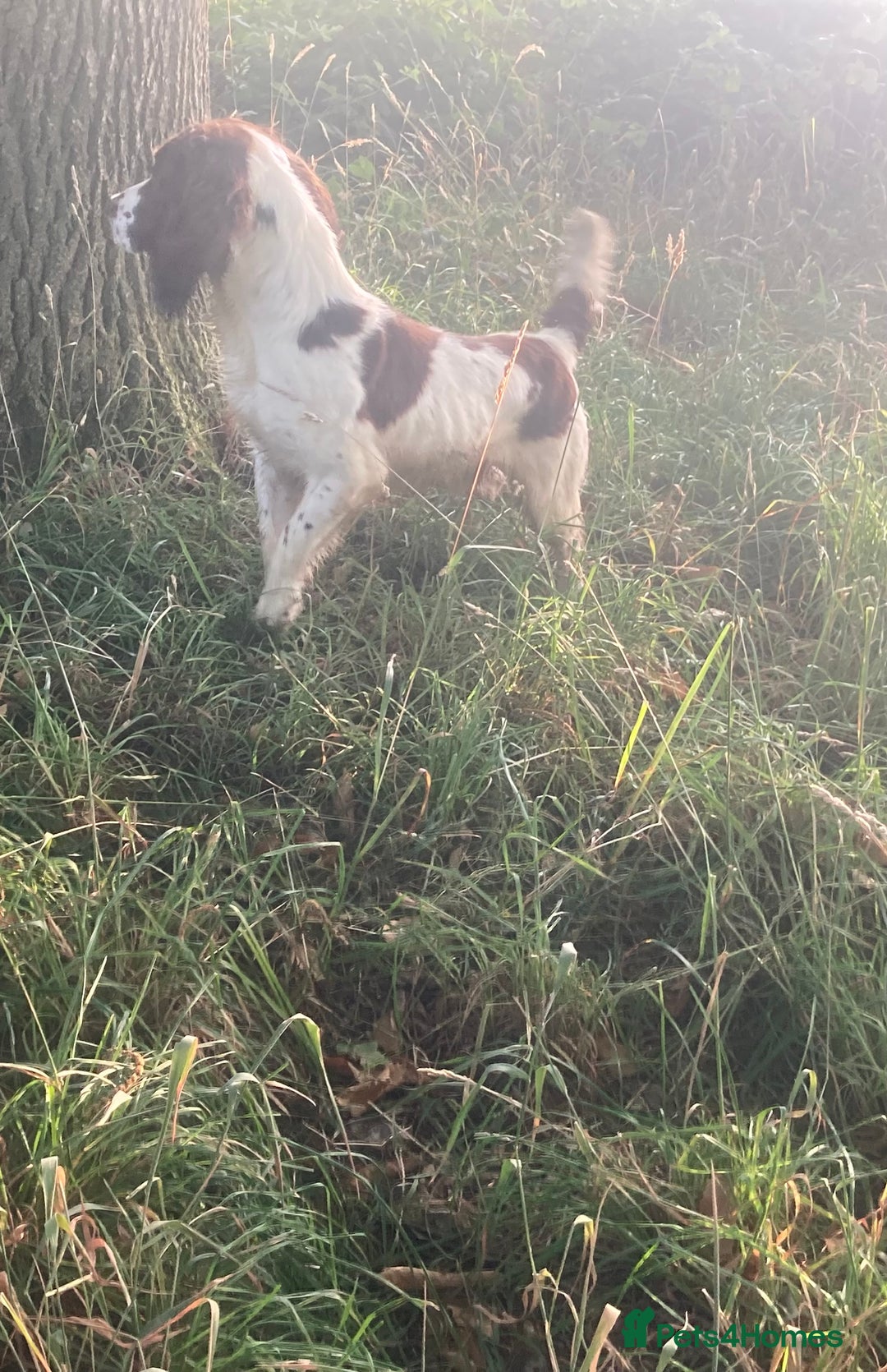 Sprocker dogs for stud: Working Liver and White Sprocker - Image 4