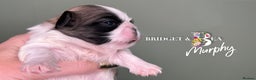 Pekingese dogs for sale: 🩷QUALITY BOYS & GIRLS🩵 - Advert 17
