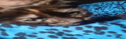 Mixed Breed cats for sale: Beautiful kitten - Advert 9