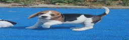 Beagle dogs for sale: READY NOW KENNEL CLUB REG BEAGLE PUPPIES - Advert 12