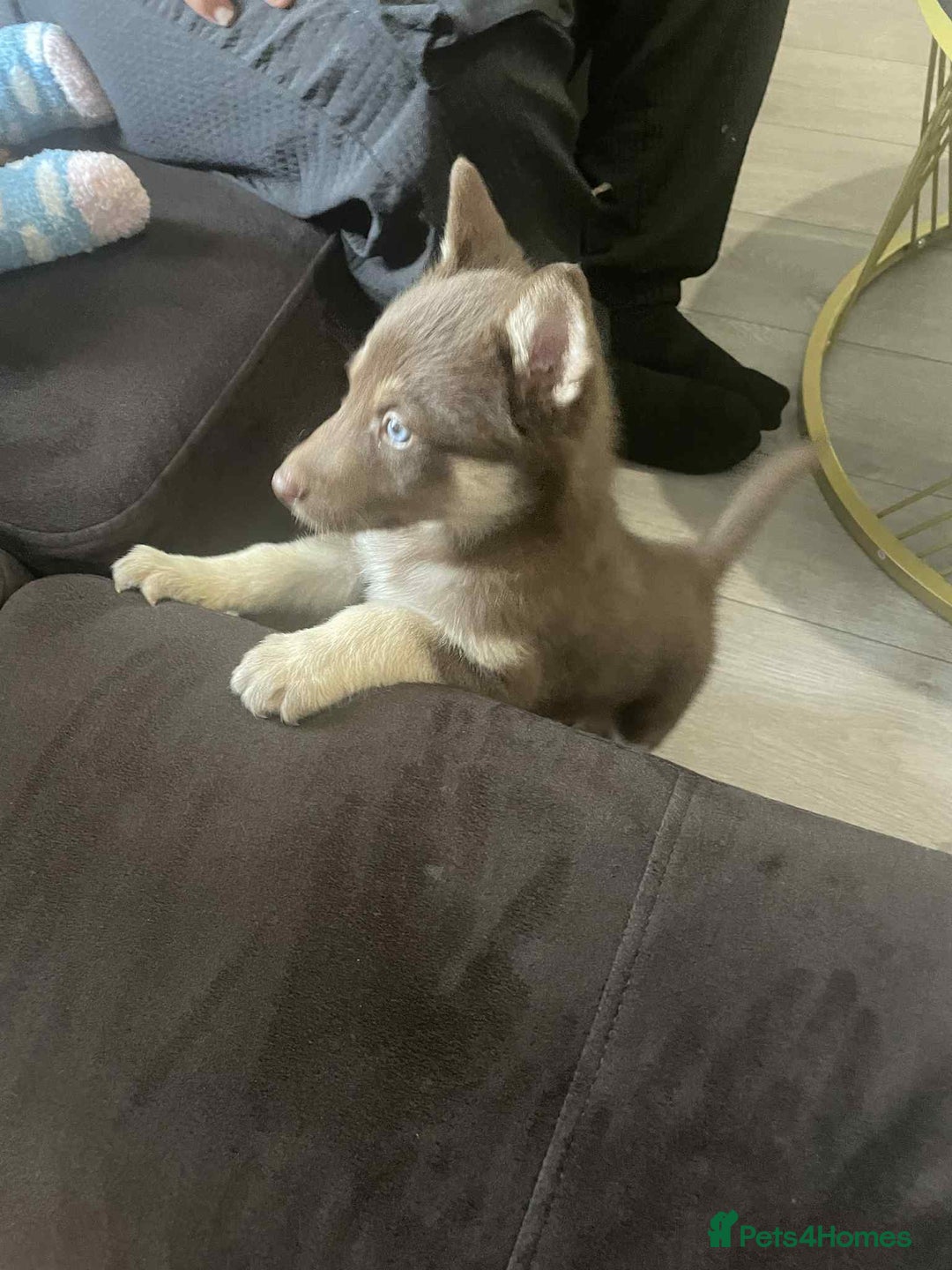 Siberian Husky dogs for sale: 9 weeks old Rocky  - Advert 2