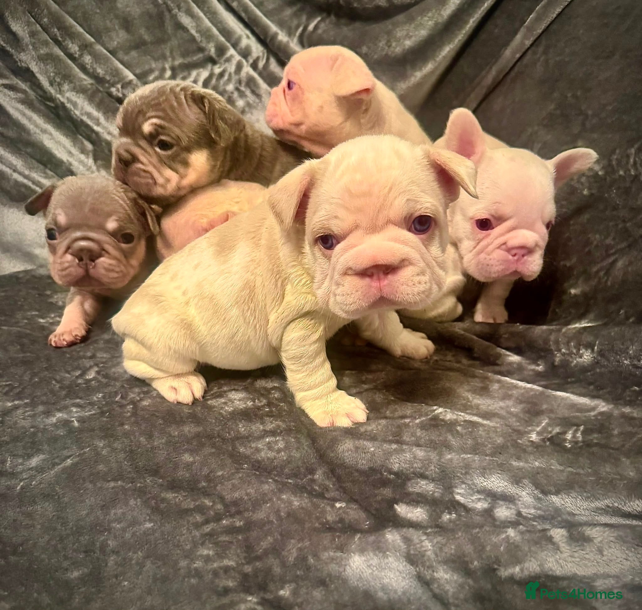 French Bulldog dogs 7 beautiful French bulldog puppies  - Advert 13