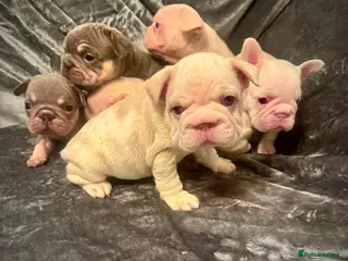 French Bulldog dogs 7 beautiful French bulldog puppies - Advert 13