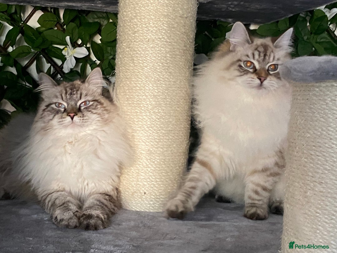 Siberian cats for sale: 🌓Word Champion Grandfather 🌖 - Advert 25