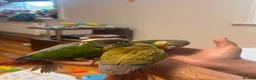 Conures birds for sale: Conure Hand Reared Babies Looking for new perches - Advert 3
