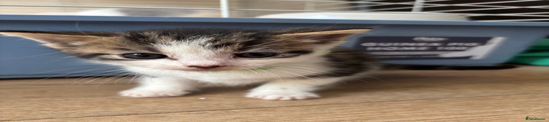 Mixed Breed Kitten 2