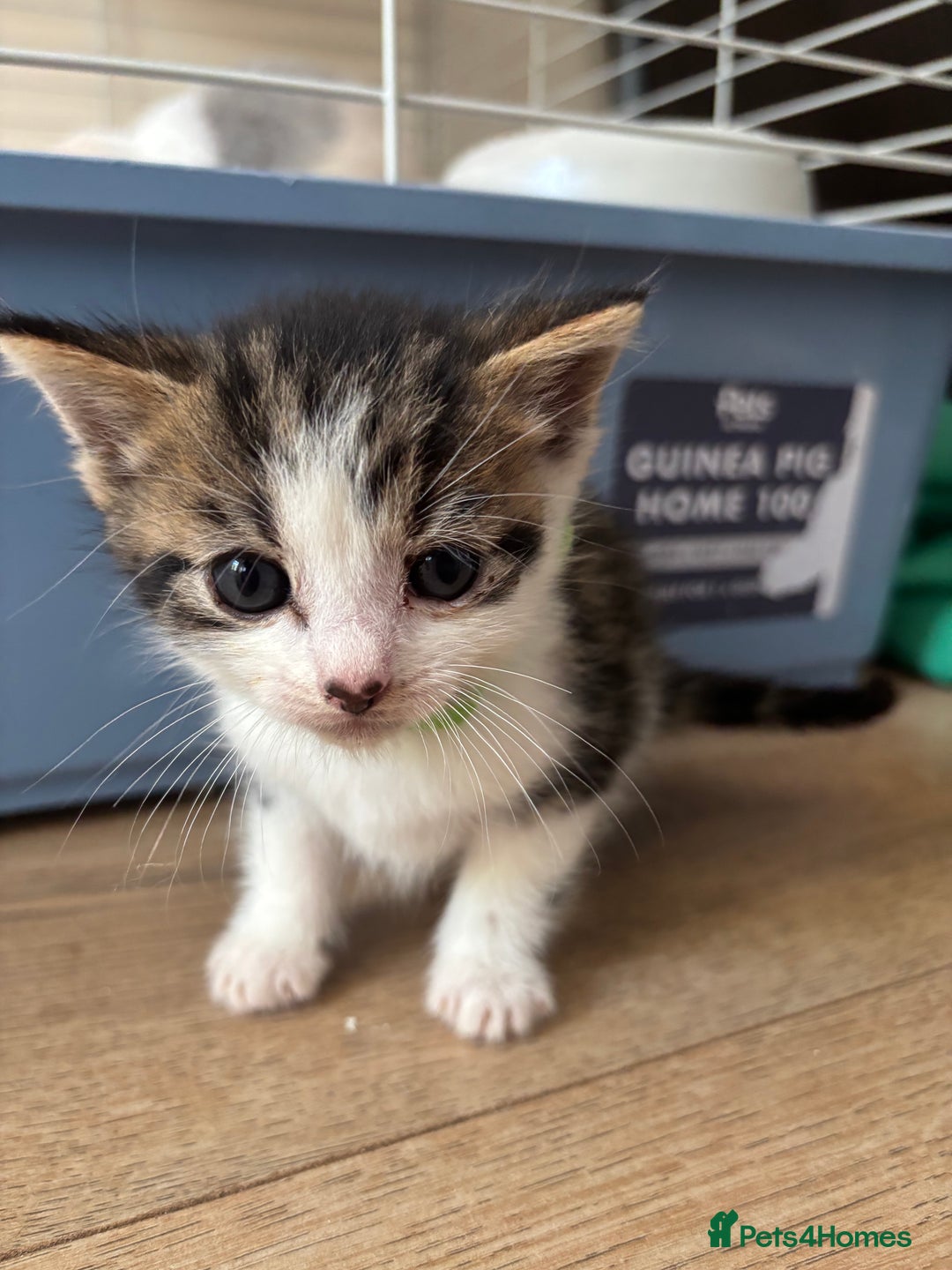 Mixed Breed cats for sale: 2 Beautiful male tabby kittens  - Image 5