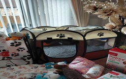Jackapoo dogs for sale: Stunning Litter F1 JACKAPOO + Big Puppy Pack  - Image 22