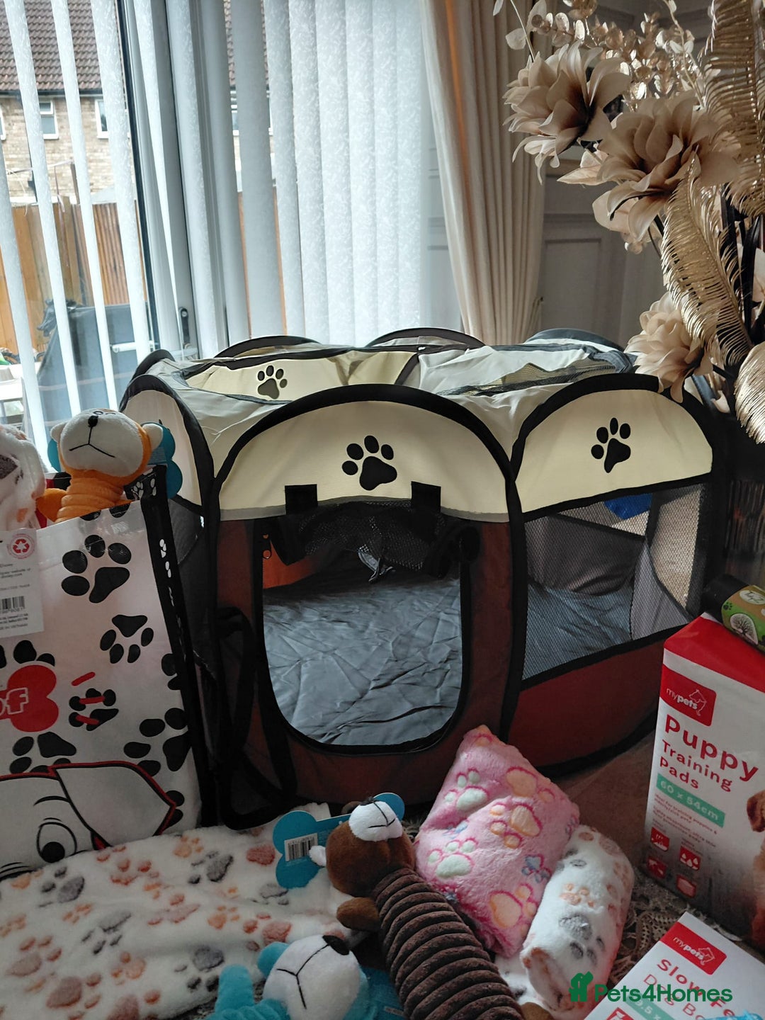 Jackapoo dogs for sale: Stunning Litter F1 JACKAPOO + Big Puppy Pack  - Image 22
