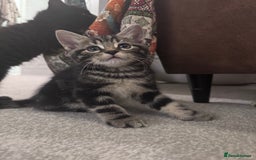 Mixed Breed cats for sale: 5 super cute kittens  - Image 21