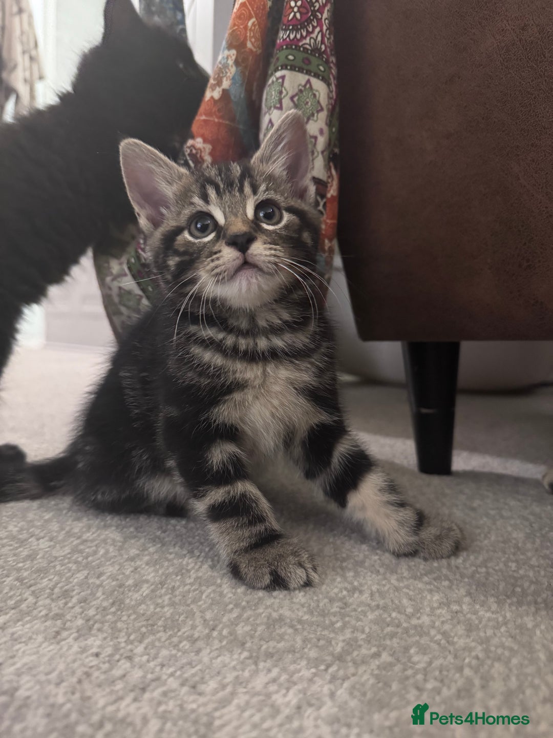 Mixed Breed cats for sale: 5 super cute kittens  - Image 21