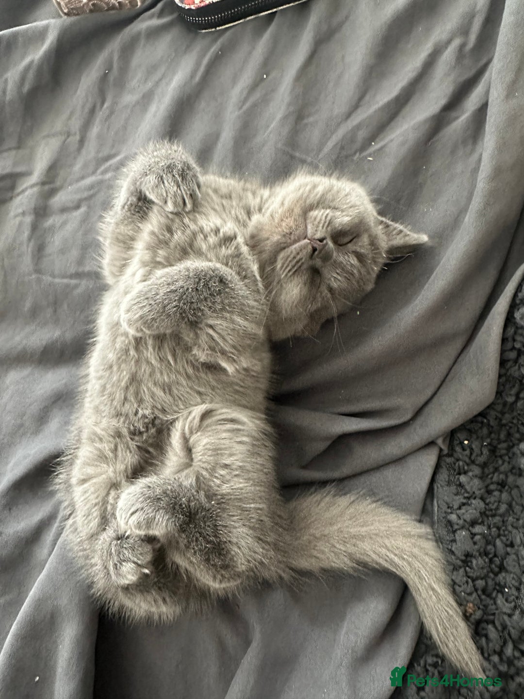 British Shorthair cats for sale: Cutie British Short Hair kittens  - Image 8
