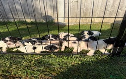 English Springer Spaniel dogs for sale: 🏆 KC REG BOY READY TO LEAVE 🏡🏆 - Image 2