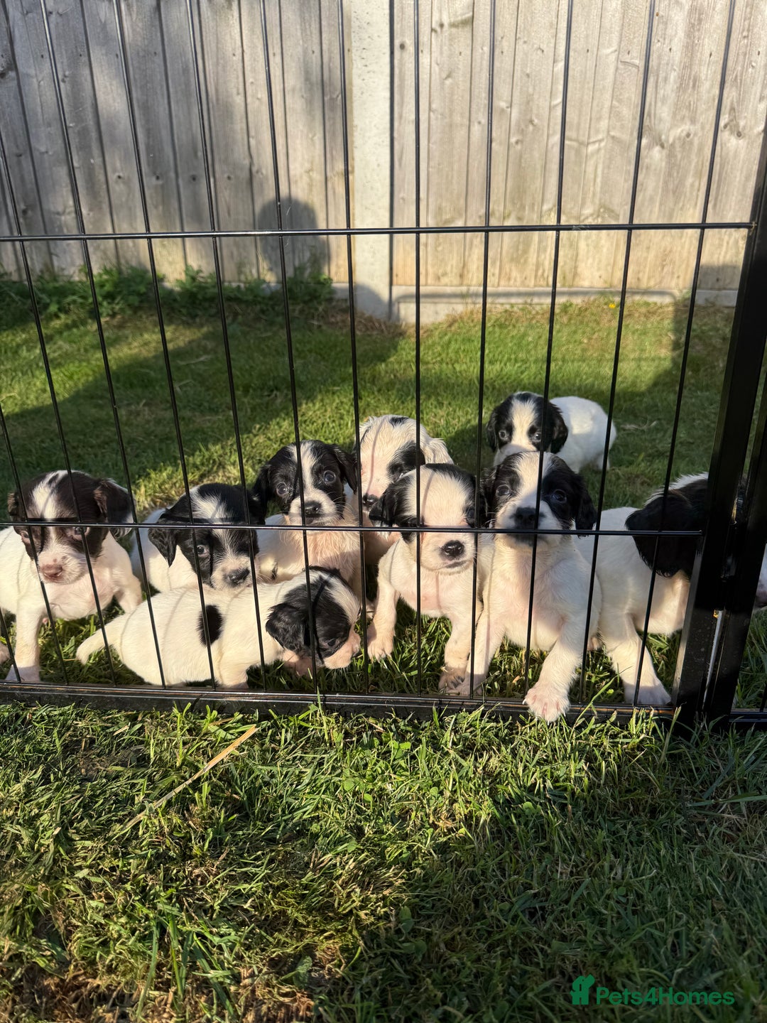 English Springer Spaniel dogs for sale: 🏆 KC REG BOY READY TO LEAVE 🏡🏆 - Image 2