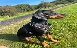 Mixed Breed dogs for sale: Ziggy 2 year old mini pincher - Advert 3