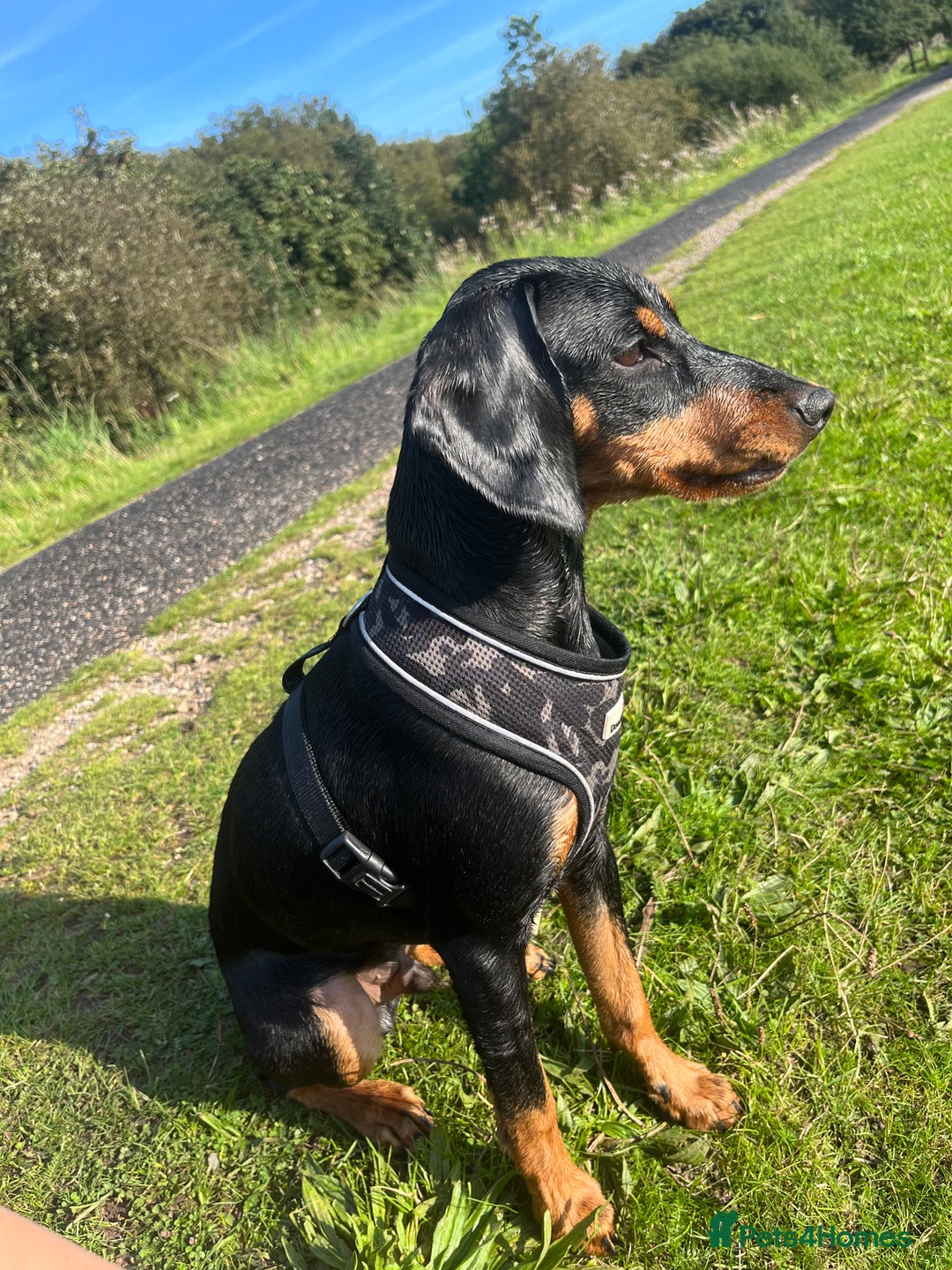 Mixed Breed dogs for sale: Ziggy 2 year old mini pincher - Advert 3