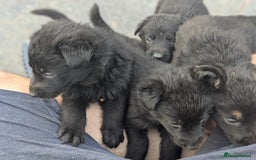 German Shepherd dogs for sale: Gorgeous Black German Shepherd Puppies. - Image 2