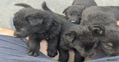 German Shepherd dogs - Advert 6