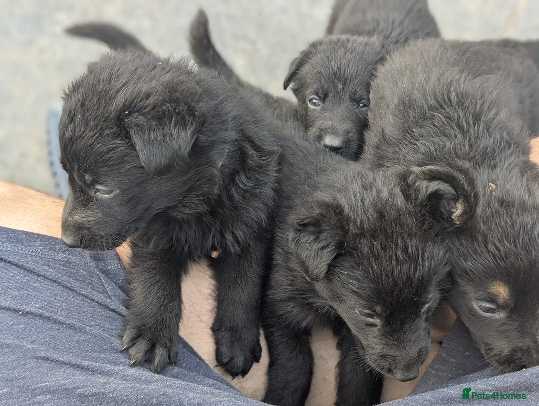 German Shepherd dogs for sale: Gorgeous Black German Shepherd Puppies. - Image 2