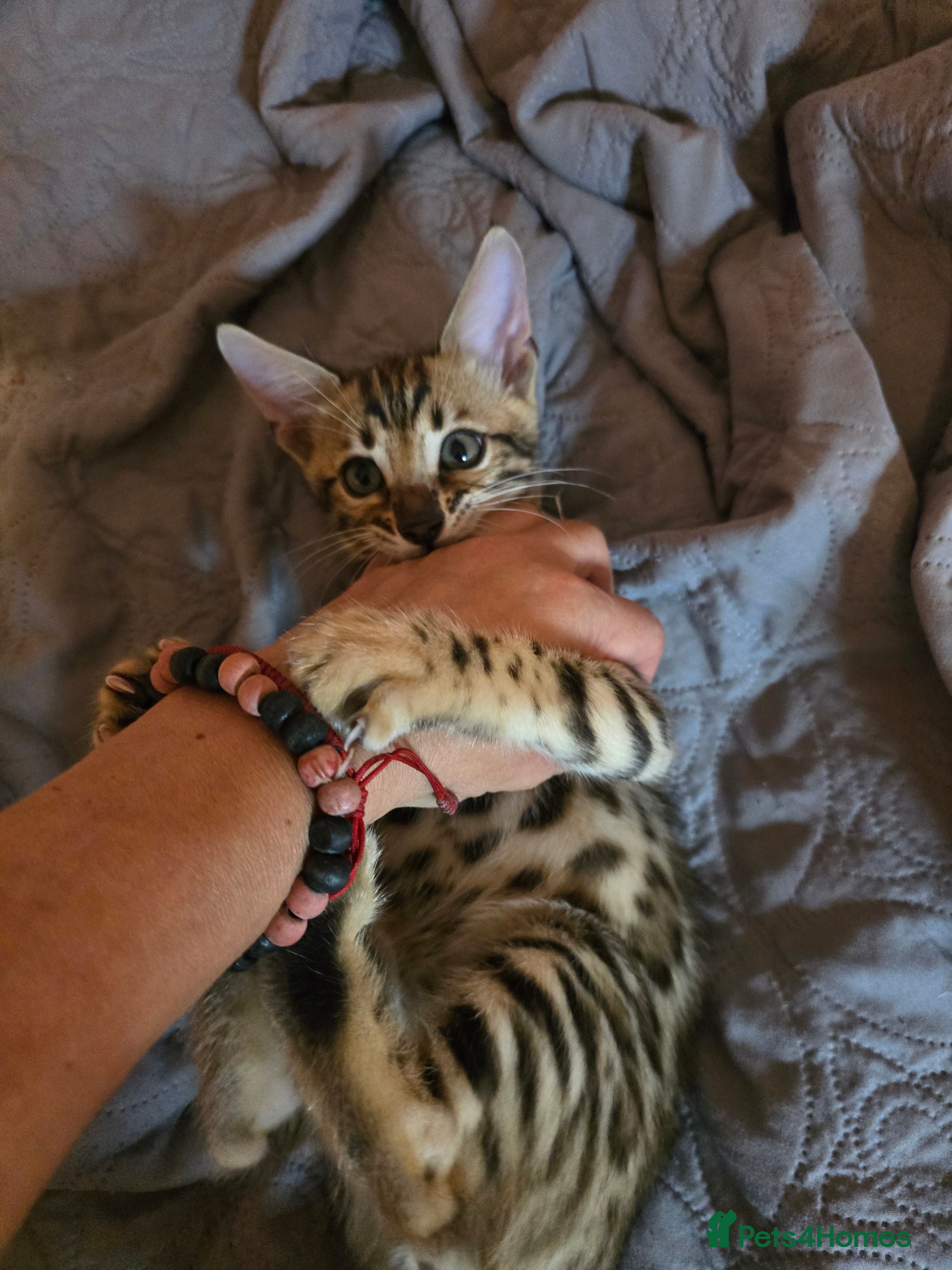 Bengal cats 😺5 Exceptional Bengal Kittens 😸 male - Advert 2