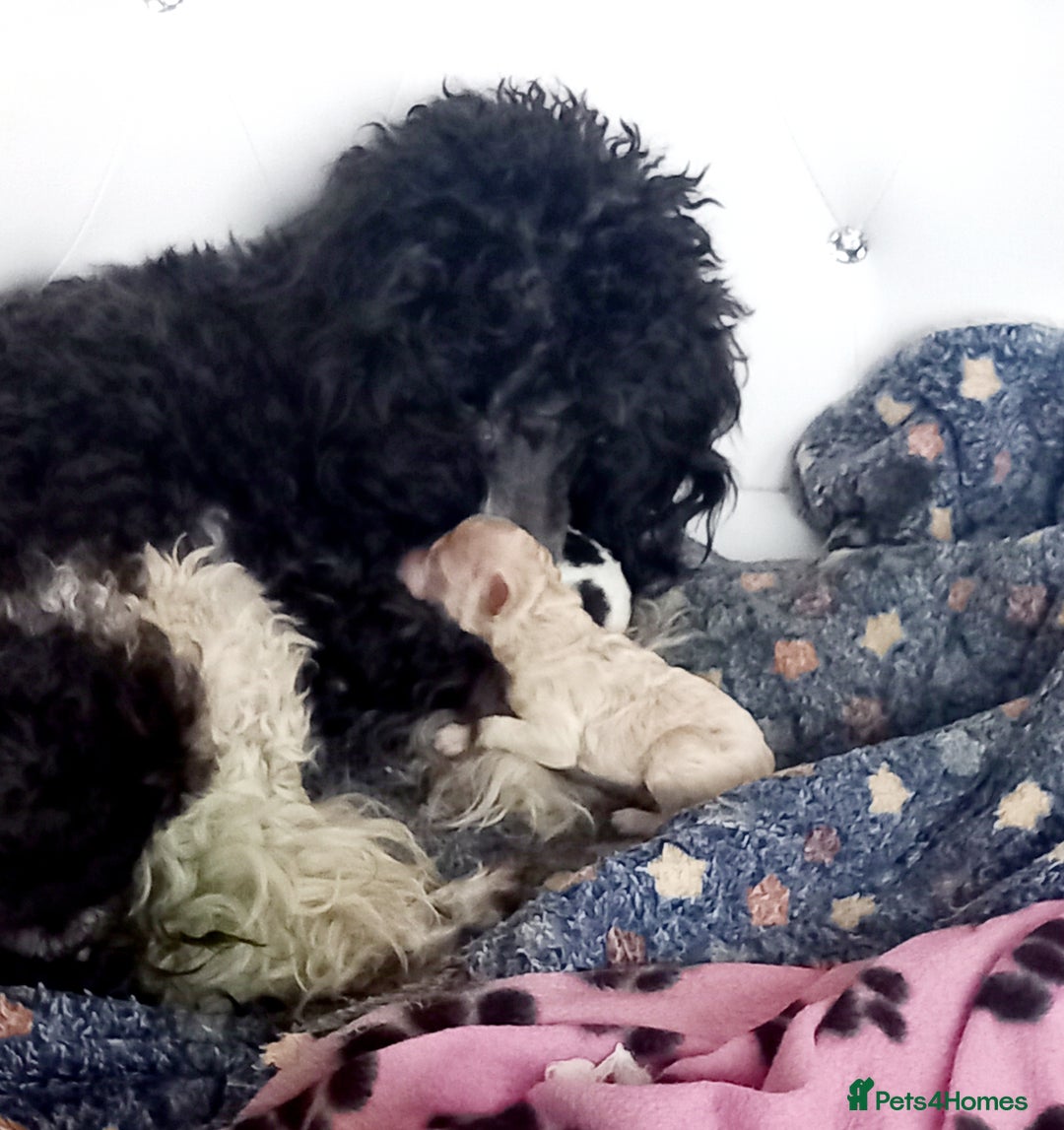 Toy Poodle dogs for sale: **1 PARTI BOY AVAILABLE**READY 21st DECEMBER** - Advert 31