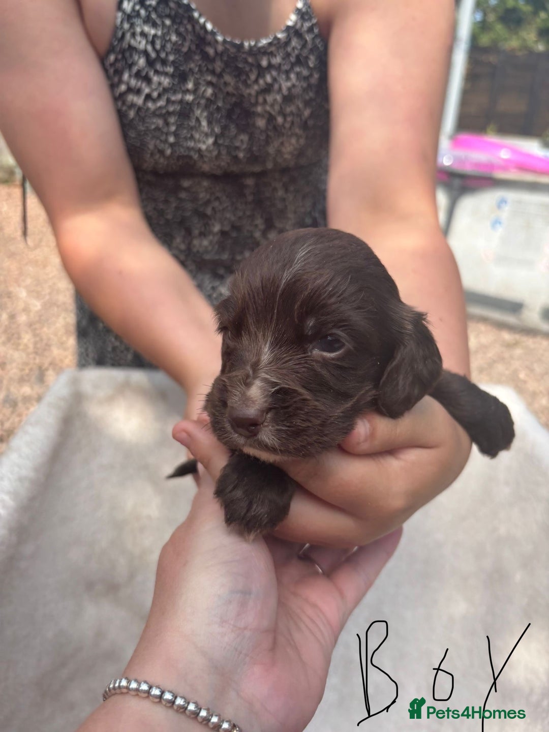 Cocker Spaniel dogs for sale: Merl cocker spaniel puppies  - Image 17
