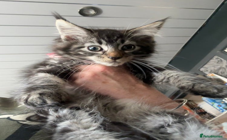 Maine Coon cats - Advert 2