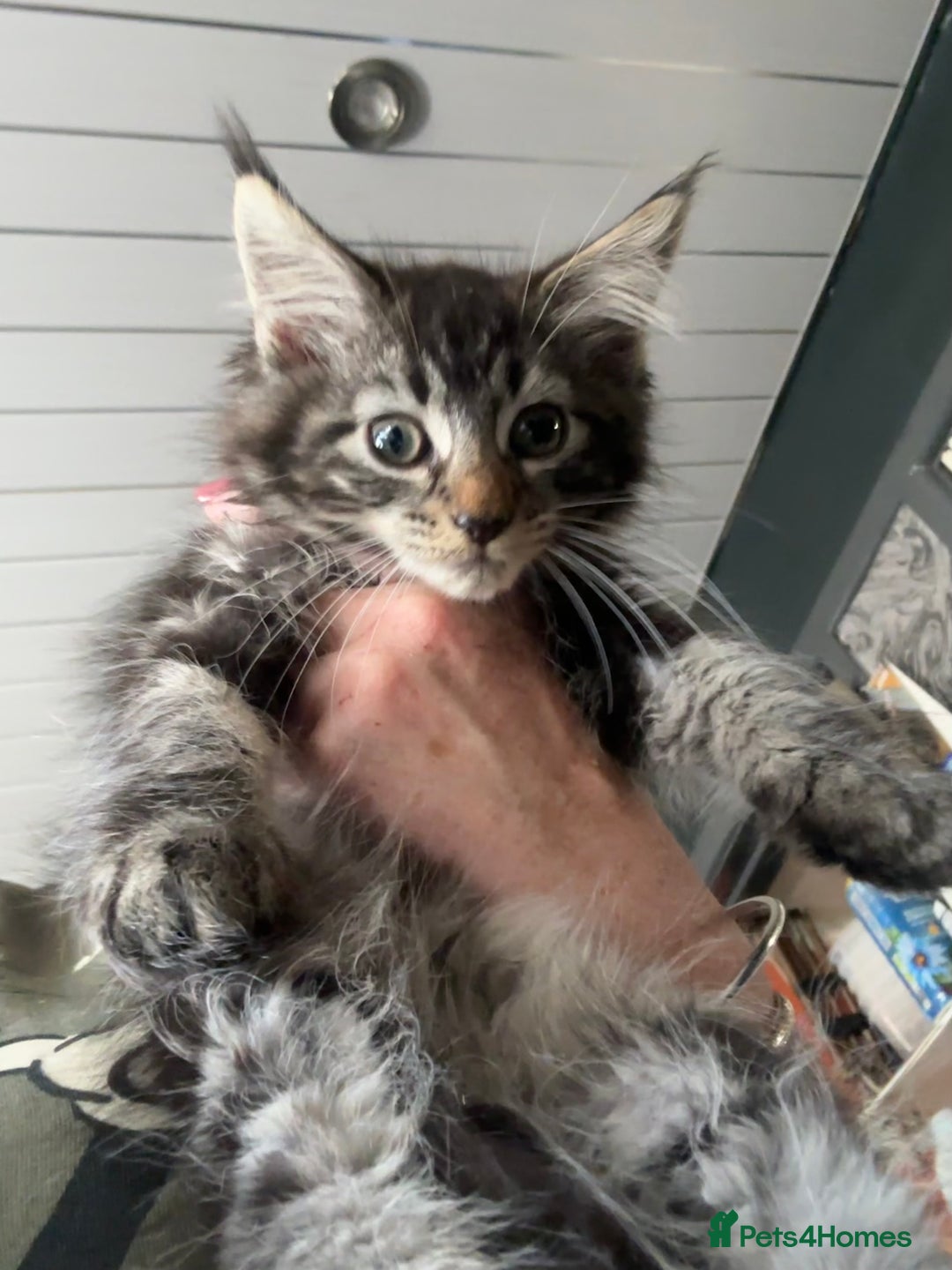 Maine Coon cats for sale: Stunning mainecoons  - Image 4