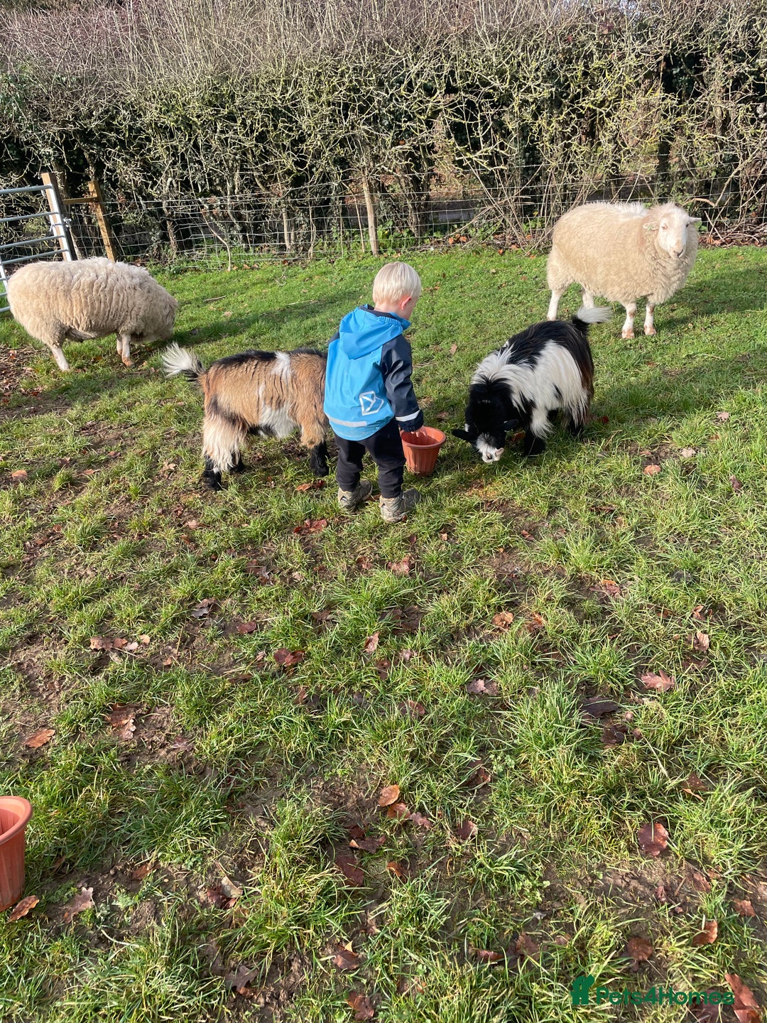 Goats livestock for sale: Three gorgeous male Pygmy goats. Must go together. - Advert 7