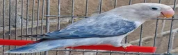 Lovebirds birds for sale: VOLIT BLUE PARBLUE PASTALINO VOILET BLUE EUWING   - Advert 7