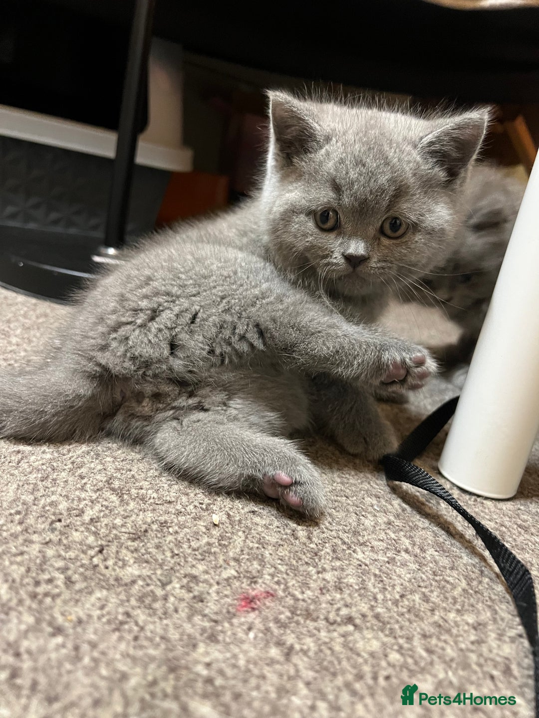 British Shorthair cats for sale: British Shorthair kittens - Advert 8