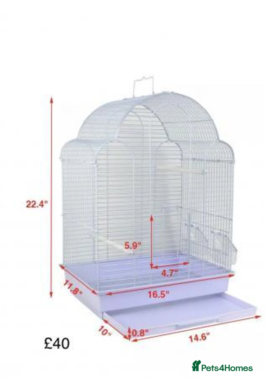 Lovebirds birds for sale: Fischer lovebirds with starter food for sale in Slough - Advert 5