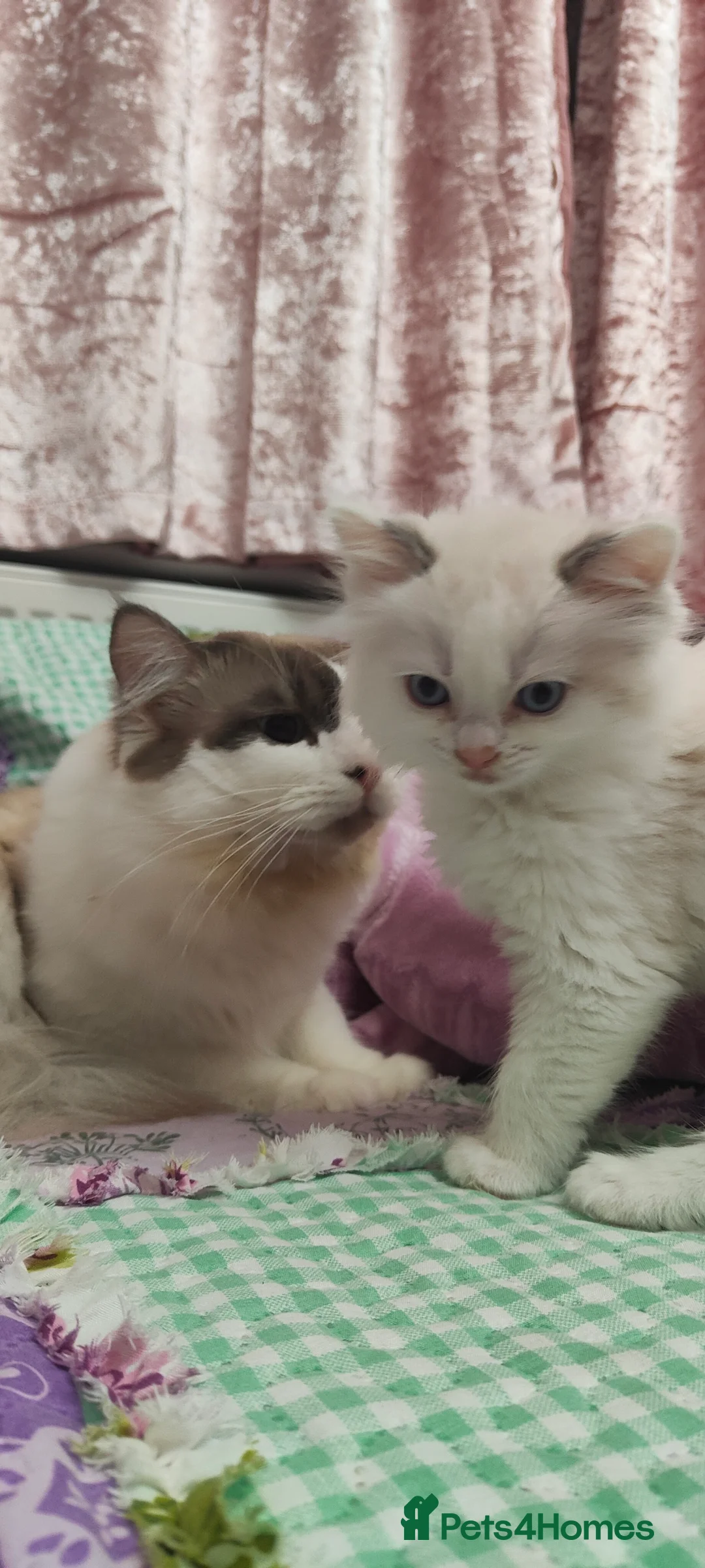 Ragdoll cats for stud: BiColour Ragdoll Available for Stud - Advert 6