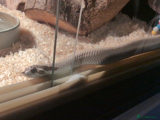 Snake reptiles Hot nose born June 2025 for sale - Advert 16