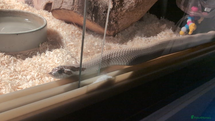 Snake reptiles Hot nose born June 2025 for sale - Advert 1