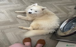 Samoyed dogs for sale: Samoyed Female - Image 3