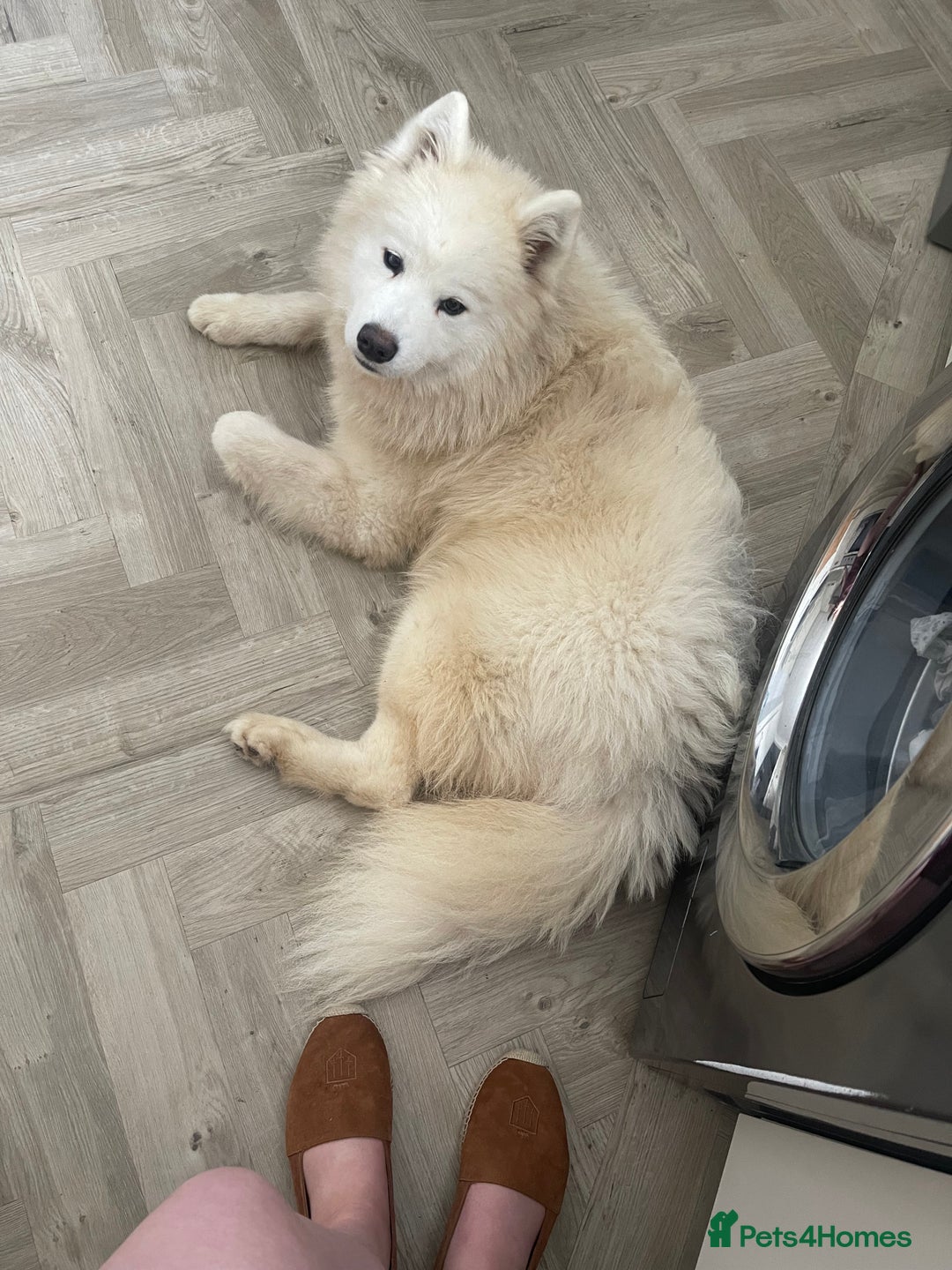 Samoyed dogs for sale: Samoyed Female - Image 3