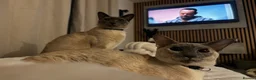 Siamese cats for sale: 2 Siamese older cats in Sheffield - Advert 4