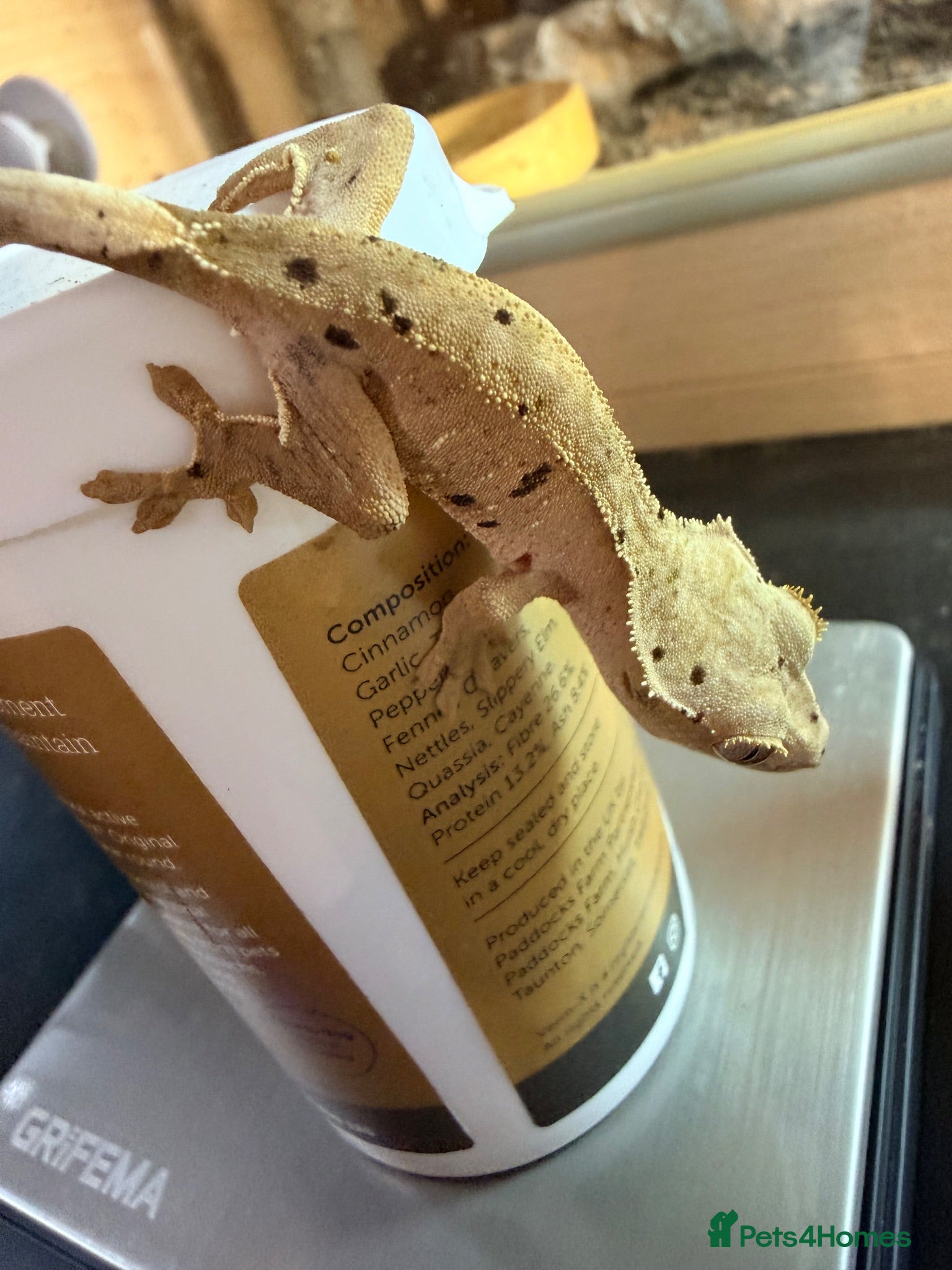 Gecko reptiles Happiny the Crested Gecko - Advert 1