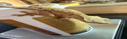 Gecko reptiles for sale: Happiny the Crested Gecko - Advert 1