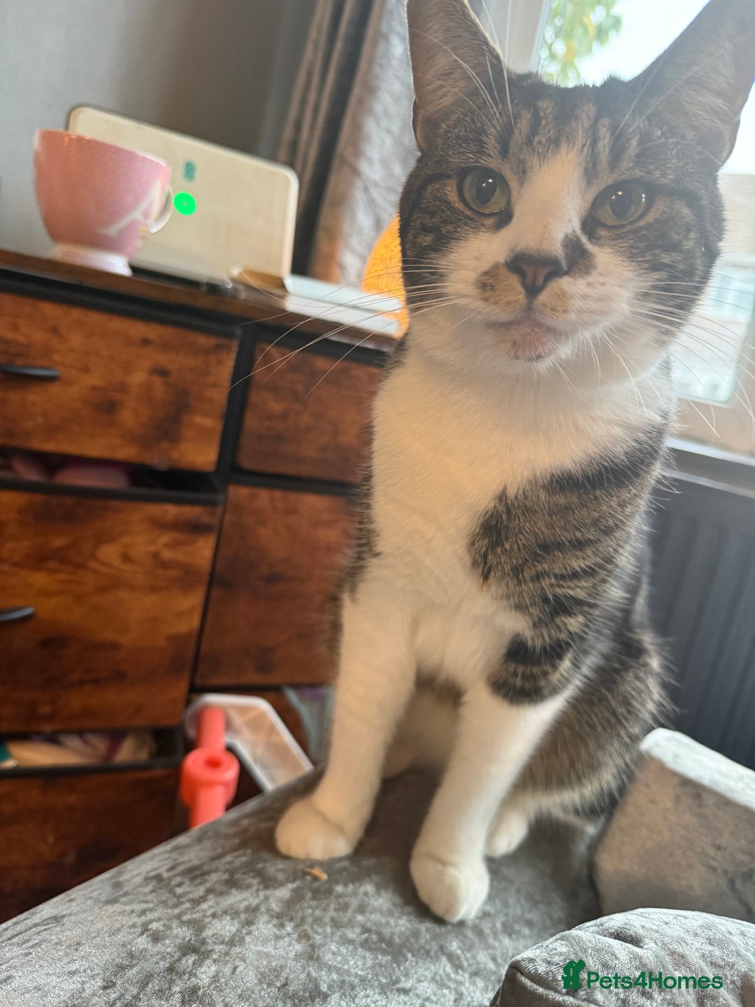 Domestic Shorthair cats for sale: Cats   - Image 1