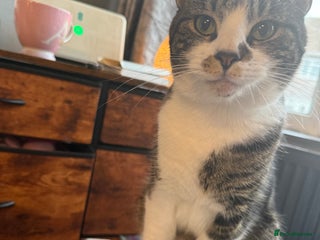 Domestic Shorthair cats - Advert 32