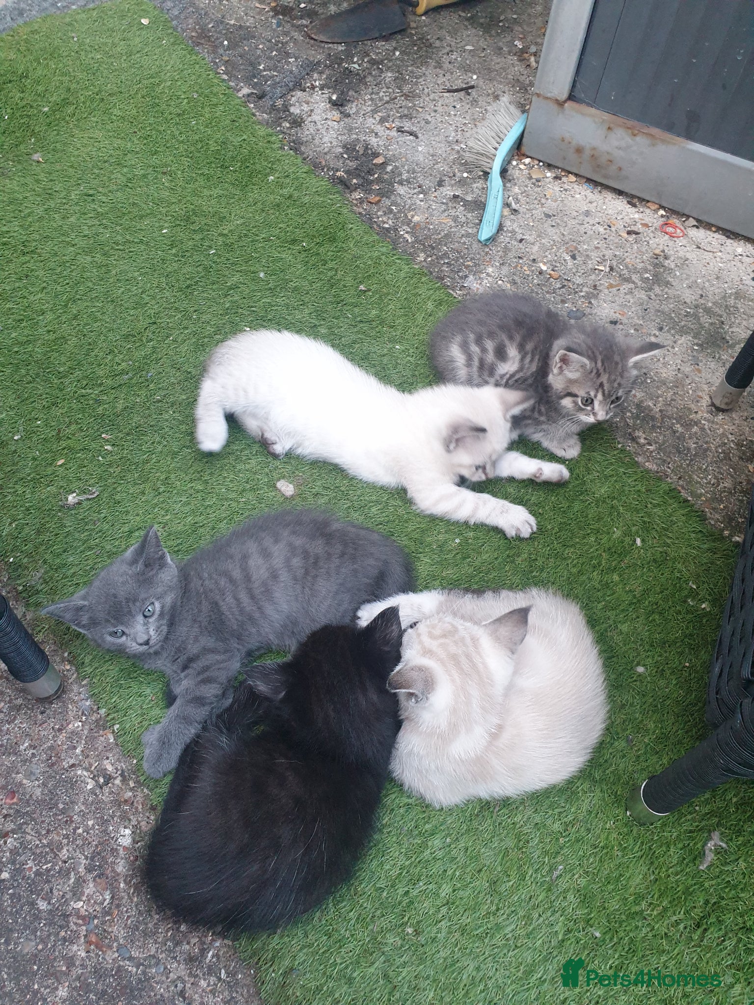 Mixed Breed cats for sale: Kittens for sale - Advert 3