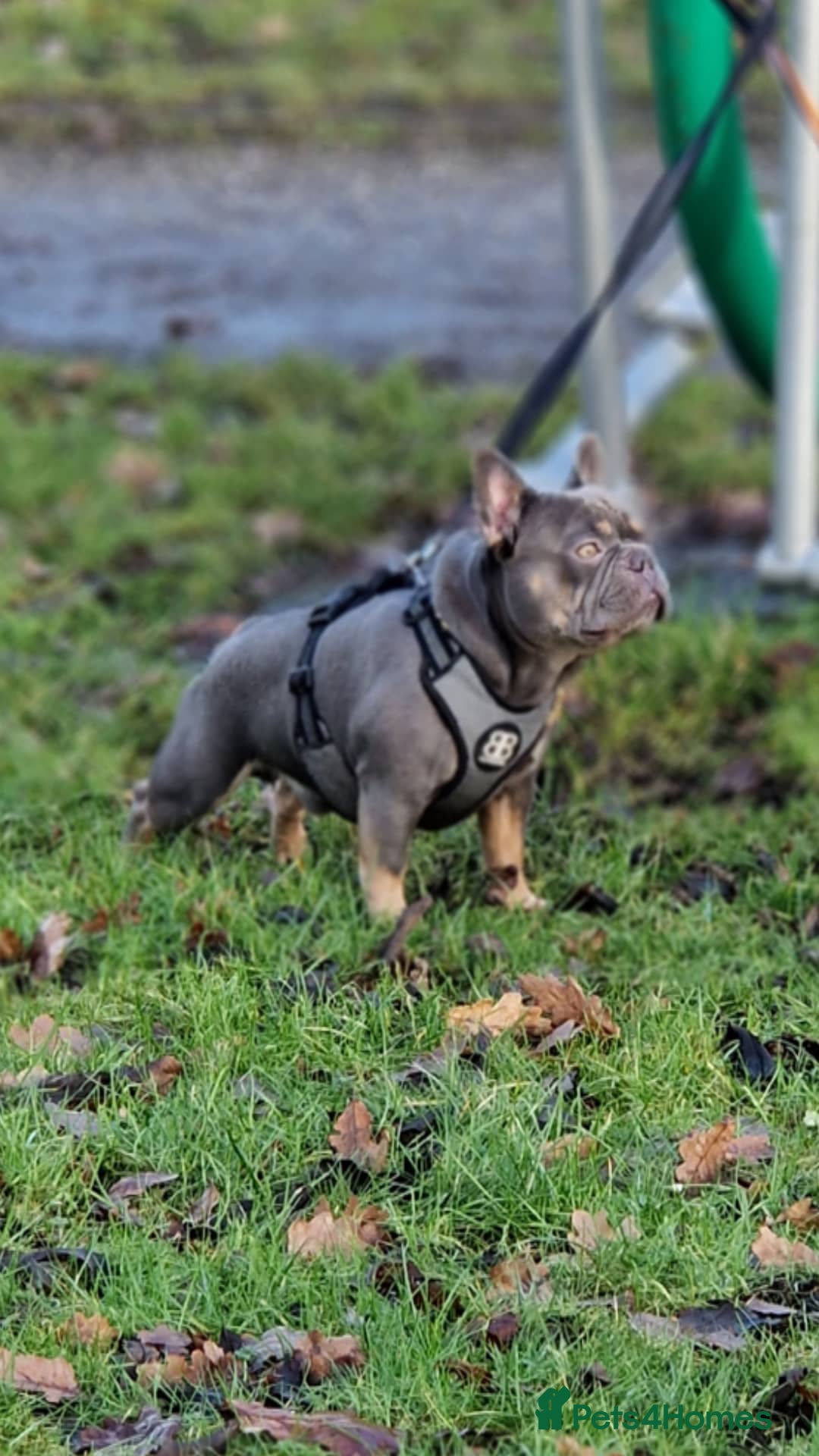 French Bulldog dogs for stud: Proven stud 🔥🔥 in Tipton - Advert 5