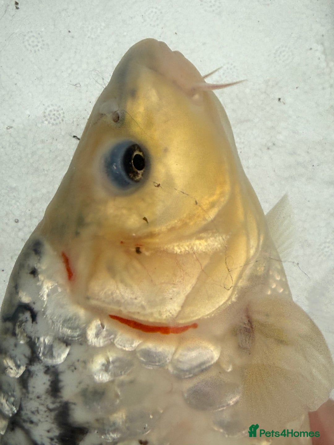 Koi Carp fish for sale: 3 Koi Carps with Blagdon Affinity Corner Grand - Advert 6