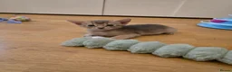 Abyssinian cats for sale: Adorable  Abyssinian  male for sale - Advert 23