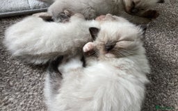 Ragdoll cats for sale: Adorable Ragdoll Kittens - Image 16