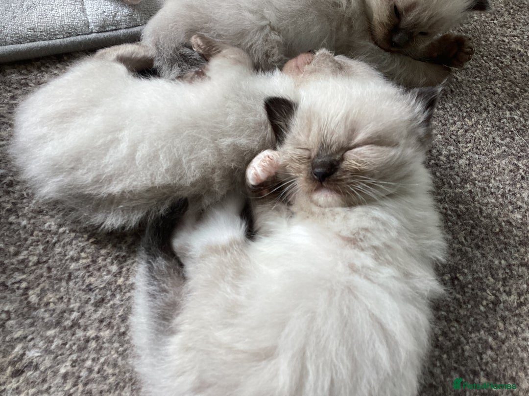 Ragdoll cats for sale: Adorable Ragdoll Kittens - Image 16