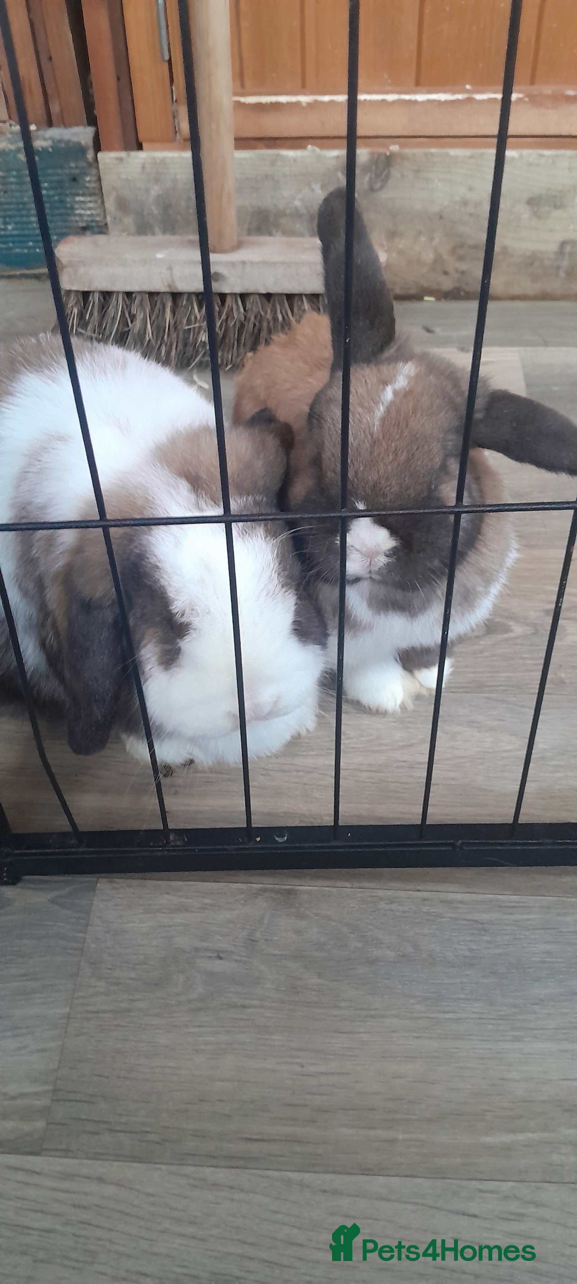 Mini Lop rabbits Last few left now - Advert 18